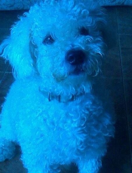 peluche - Caniche Mâle (6 ans)