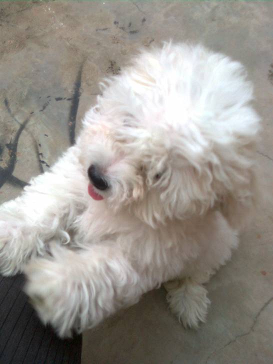 bali - Caniche Mâle (1 mois)