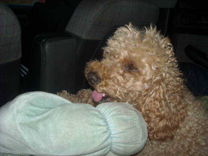 Léa - Caniche (11 ans)