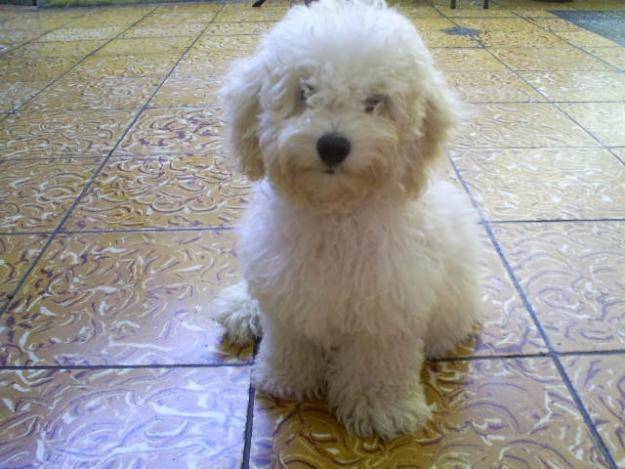 paloma - Caniche (1 an)
