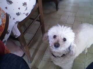 Nina - Caniche (15 ans)