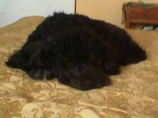 tommy - Caniche Mâle (5 ans)