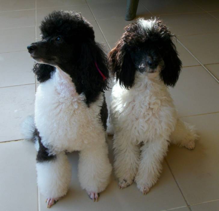 eden - Caniche (3 ans)