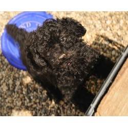 sasha - Caniche