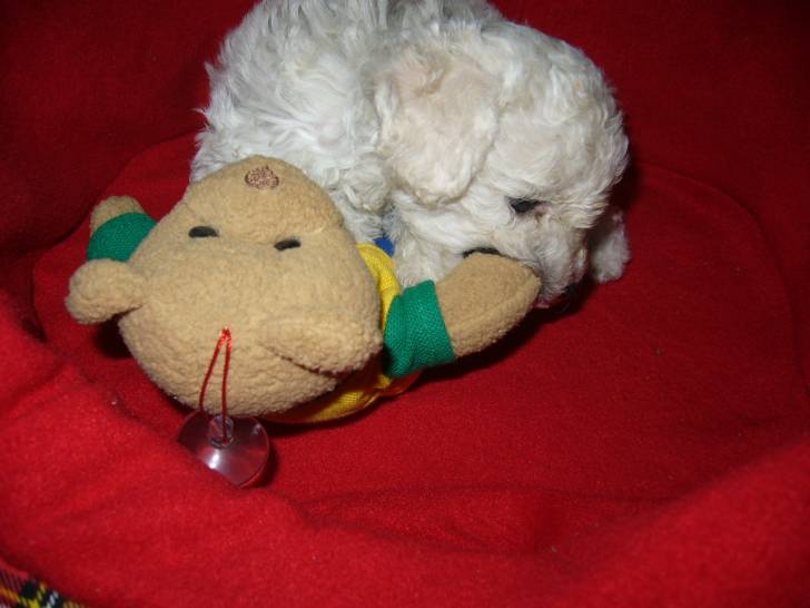 Camila - Caniche (5 ans)