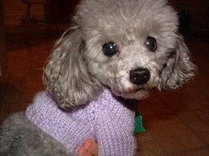 prince - Caniche Mâle (5 ans)