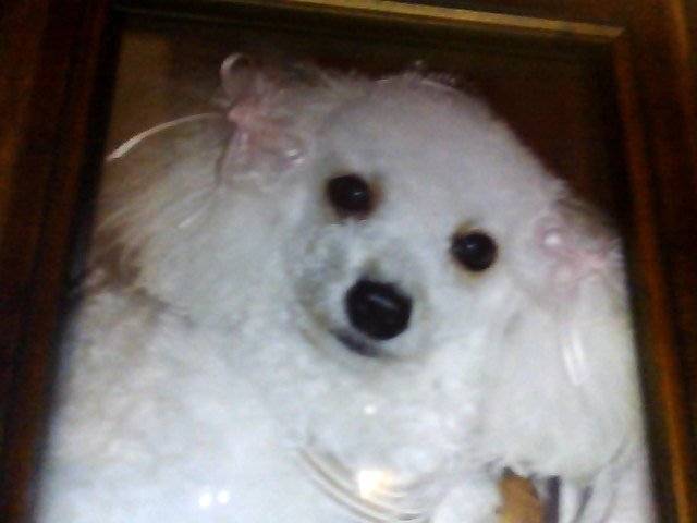 Scrappy - Caniche Mâle