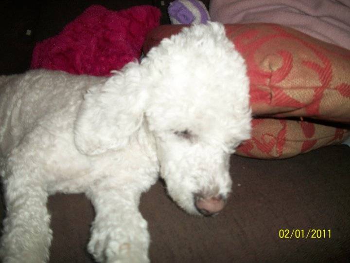 AKIRA - Caniche (5 ans)