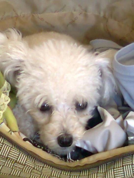 Princesa - Caniche (4 ans)