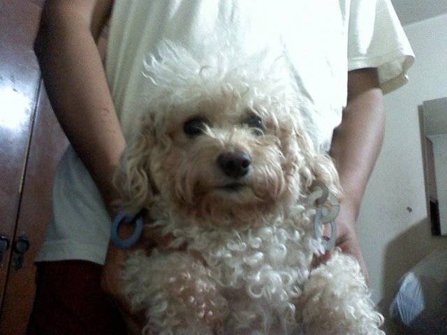 Male - Caniche (6 ans)