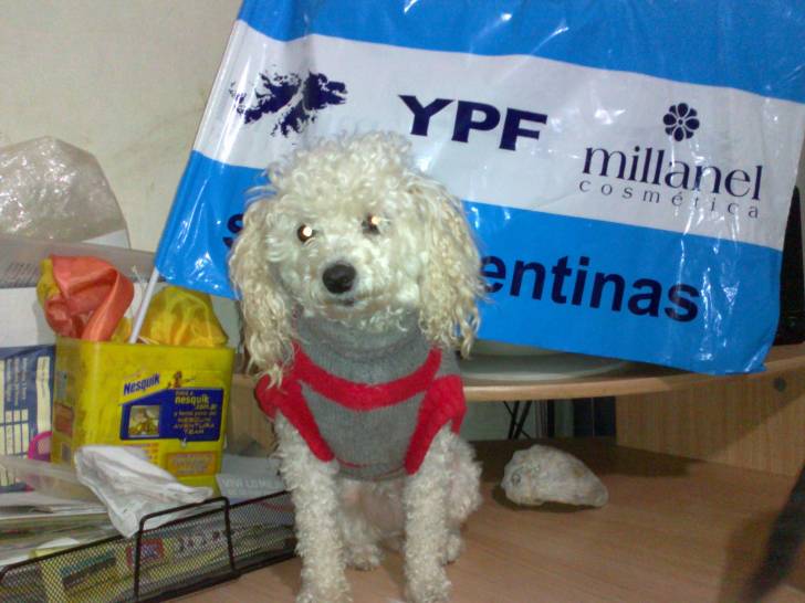 Male - Caniche (6 ans)