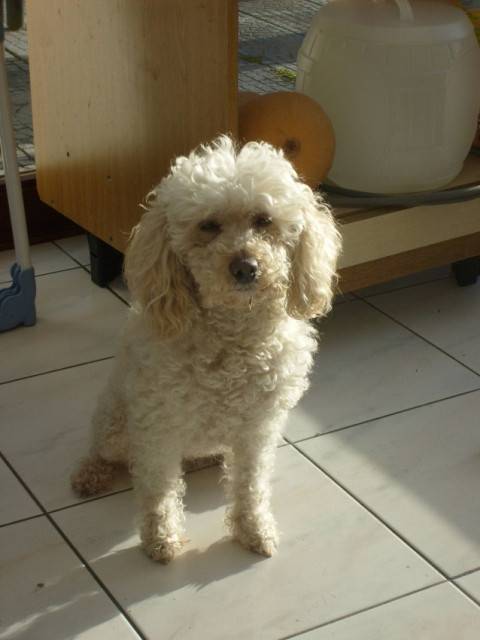 Caramelle - Caniche (11 ans)