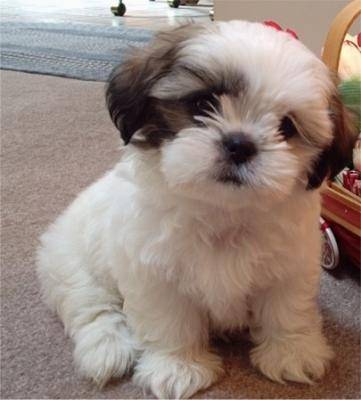 nala - Caniche (4 mois)
