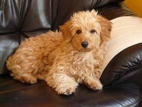 killer - Caniche Mâle (8 ans)