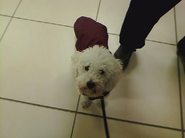 scotch - Caniche Mâle (2 ans)