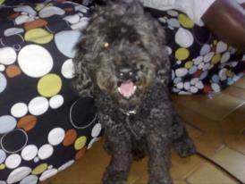 brick - Caniche Mâle (13 ans)