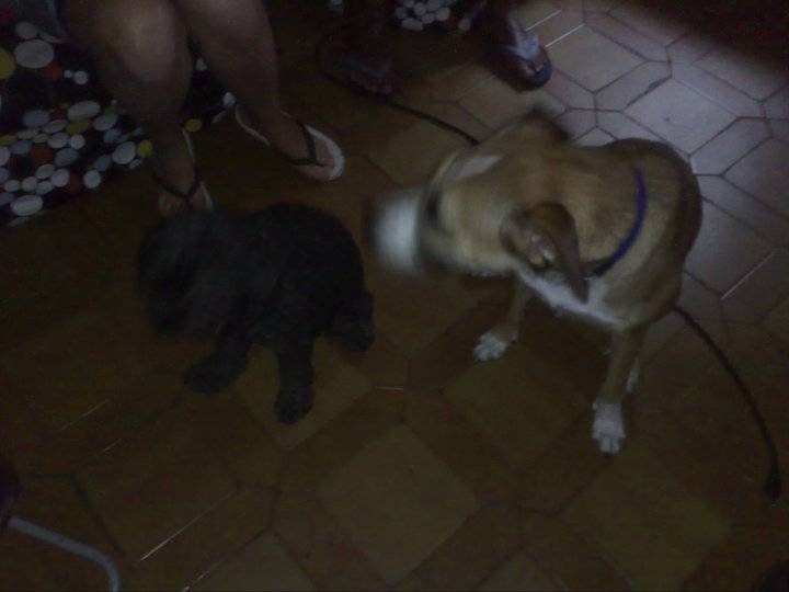 brick e luna - Caniche
