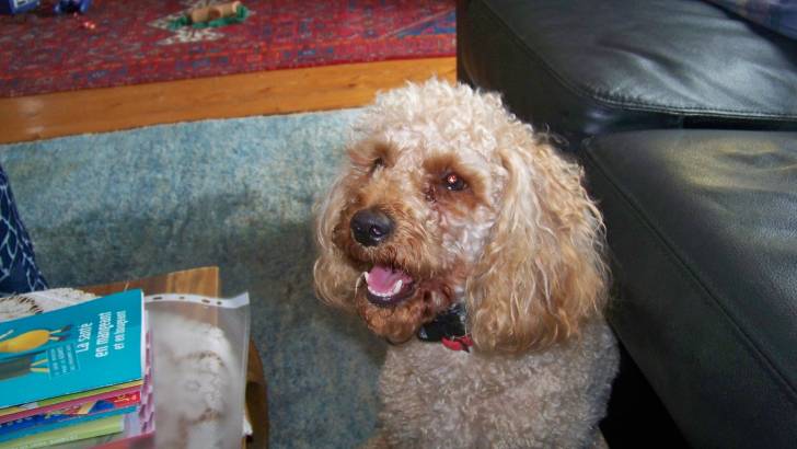 beethoven - Caniche Mâle (2 ans)