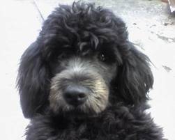 muñeca - Caniche (7 ans)