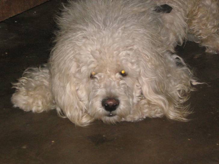 sabute - Caniche Mâle (7 ans)