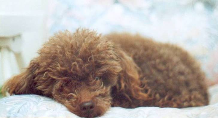 jordy - Caniche Mâle (8 ans)