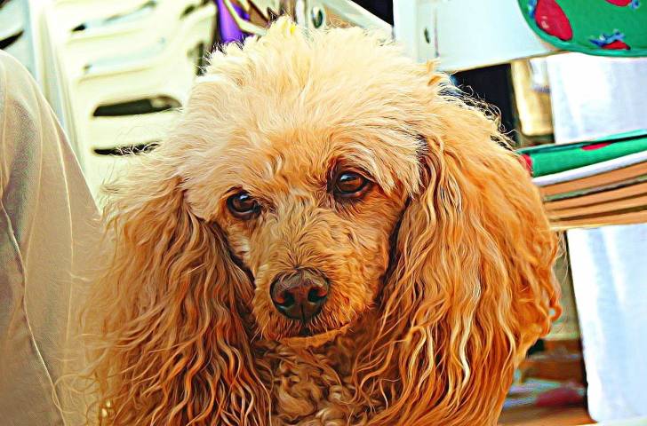 Desy - Caniche (12 ans)
