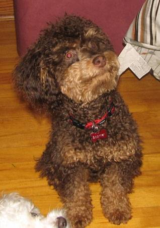 Boomer - Caniche Mâle (7 mois)