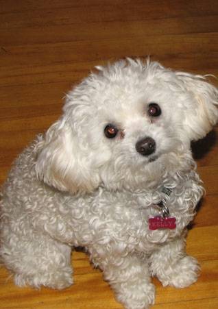 Kelly - Caniche (10 mois)