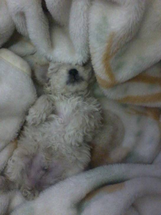 Dani - Caniche Mâle (1 mois)