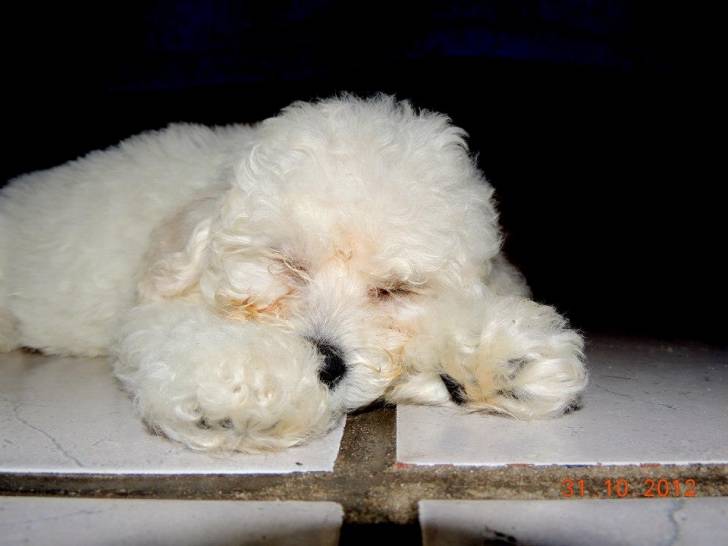 Maguie - Caniche (5 mois)