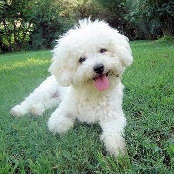 howard - Caniche Mâle (7 ans)