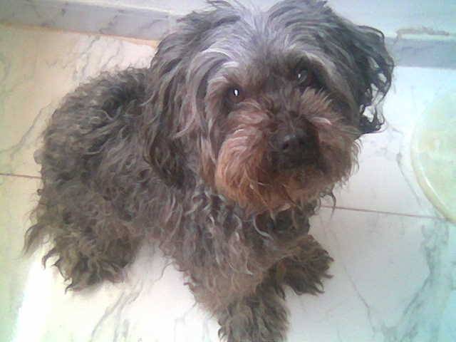Amelie - Caniche (12 ans)