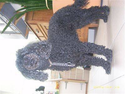 Ongo - Caniche (8 ans)