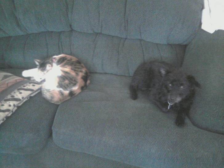 Rosie & Anna - Caniche (7 ans)
