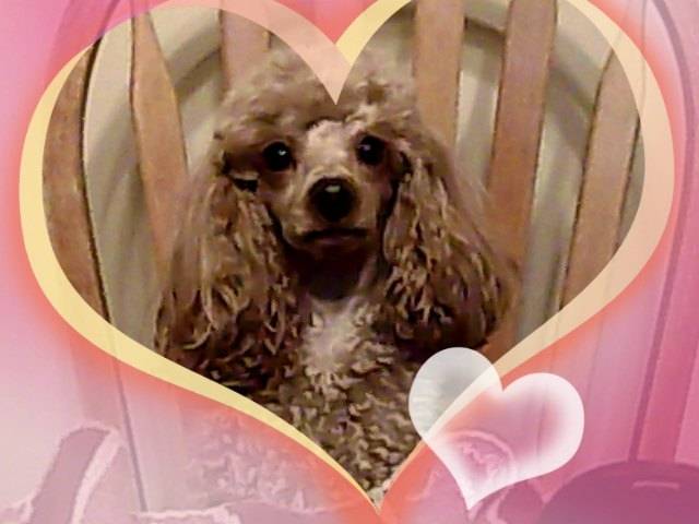 Sweety - Caniche (3 ans)