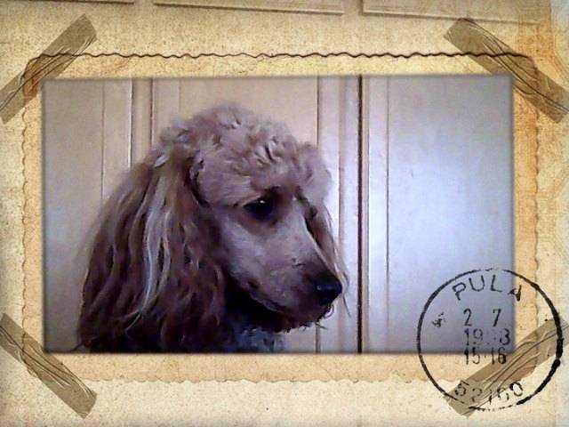 Isn't he cute? - Caniche Mâle (3 ans)