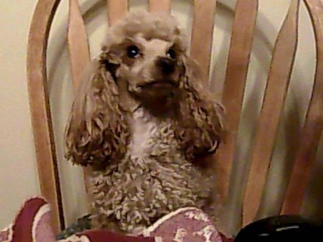 I've been caught! - Caniche Mâle (3 ans)