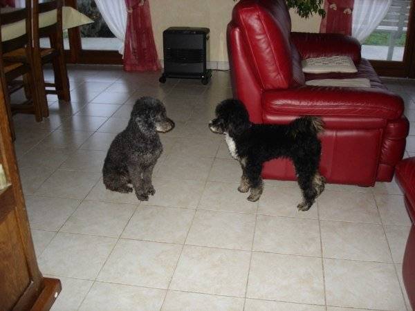 Babouche - Caniche Mâle (4 ans)