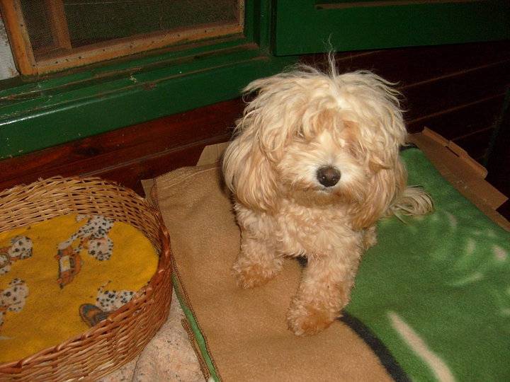 isabella solange neschuk - Caniche (3 ans)