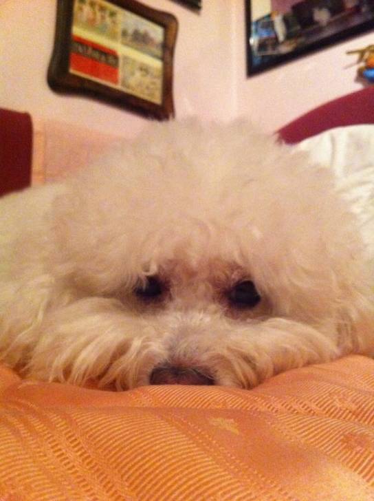 Zoe - Caniche (9 ans)