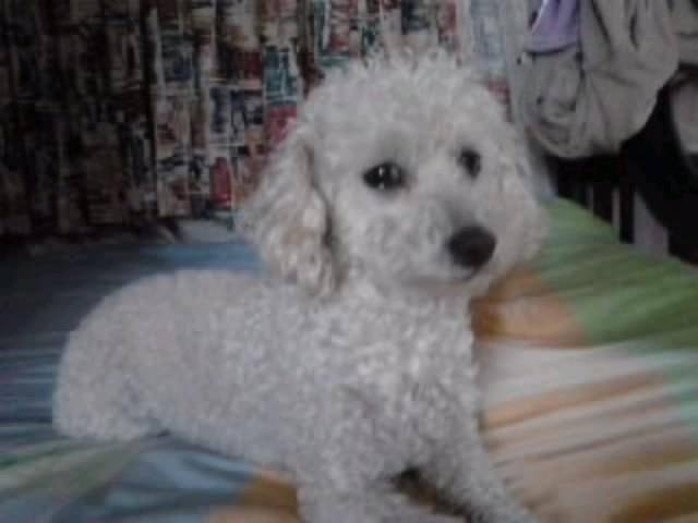 Sami - Caniche (10 ans)