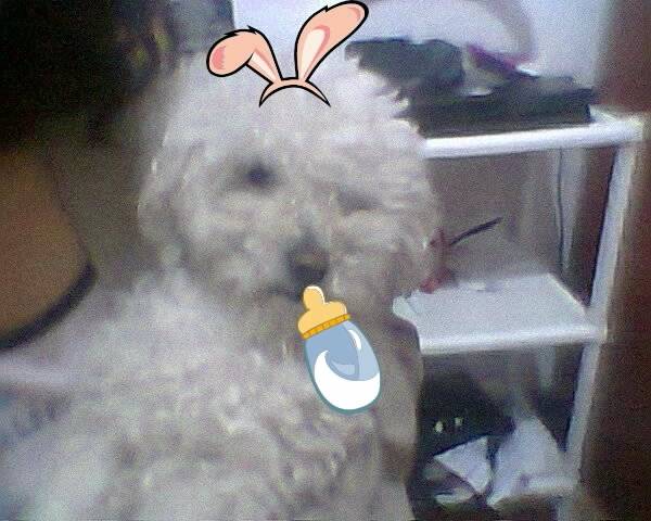 Charlo - Caniche (4 ans)