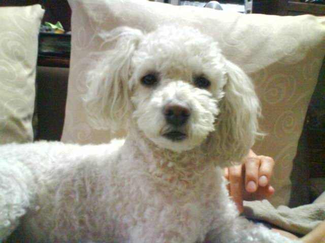 Charlo - Caniche (4 ans)