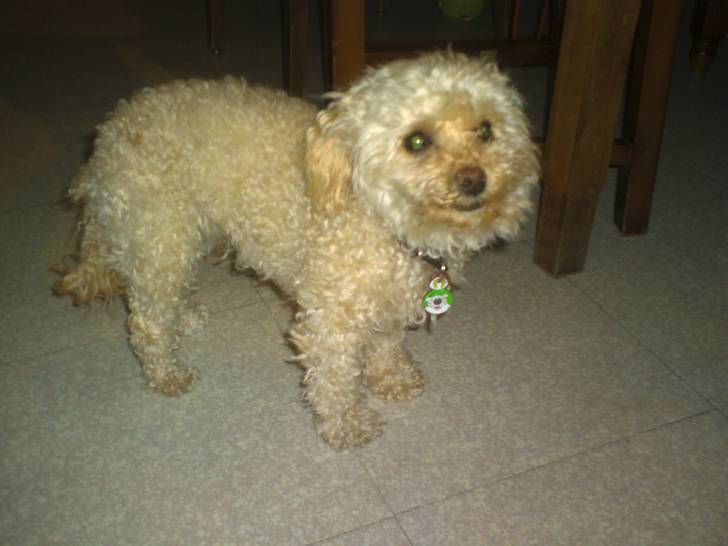 COCINE - Caniche (7 ans)