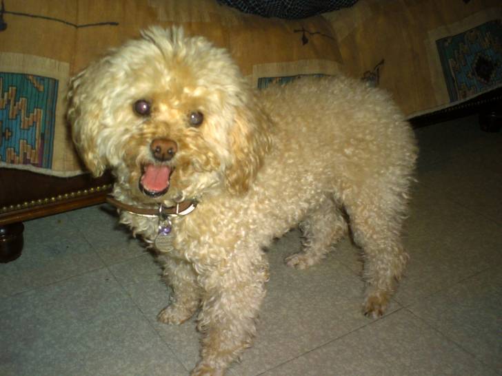ORCA - Caniche (12 ans)