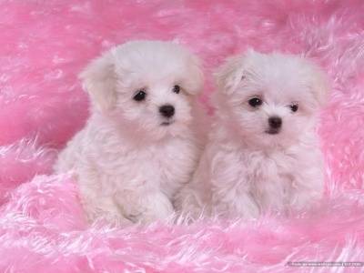 gigi y sasi - Caniche (2 mois)