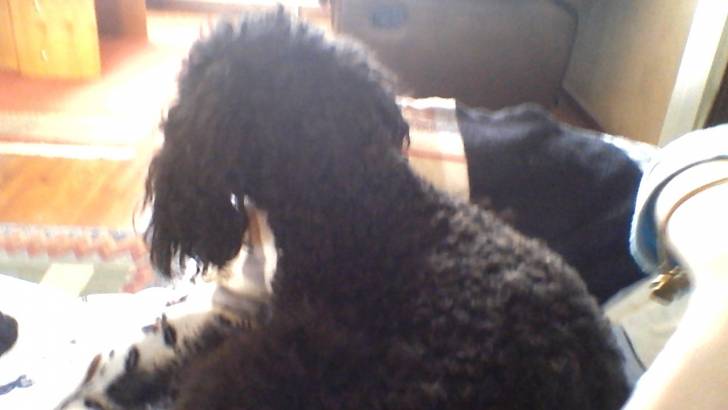 Sissi - Caniche (2 ans)