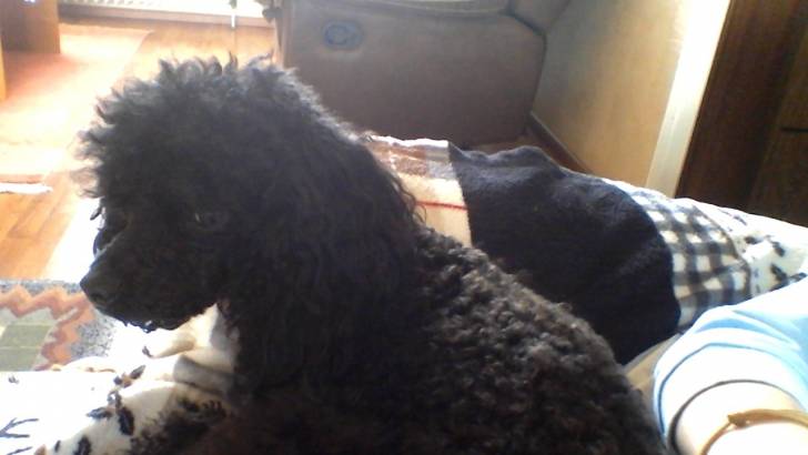 Sissi - Caniche (2 ans)