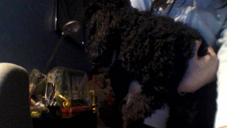 Sissi - Caniche (2 ans)
