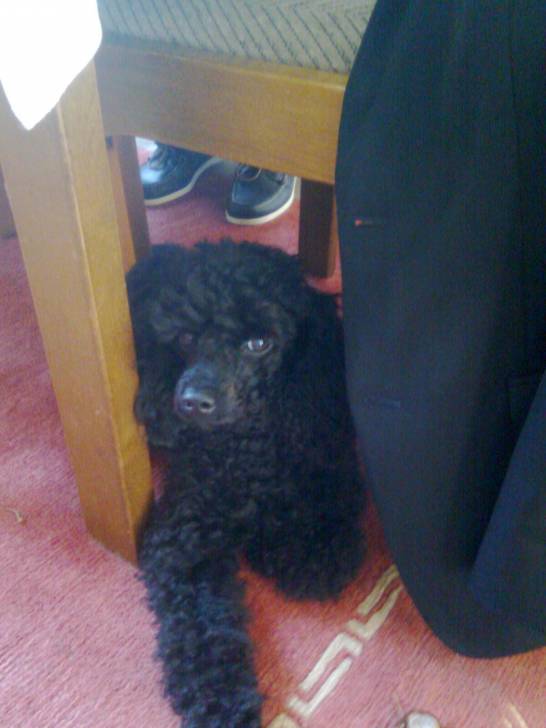 Sissi - Caniche (3 ans)